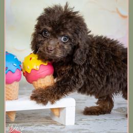 Foreman - Brown male Cockapoo puppy in Connersville, Indiana from Deaz Doodle Ranch