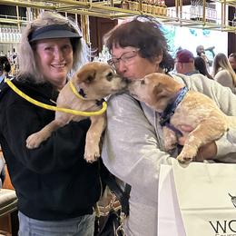 Australian Cattle Dogs from Lone Horse Cattle Dogs