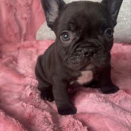 Biscotti - Black and tan female French Bulldog puppy in Galt, California from The three little frenchies