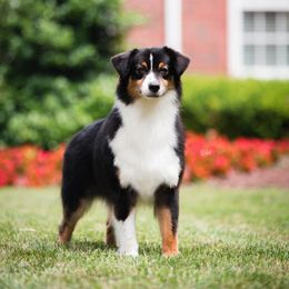 Puzzle - Australian Shepherd