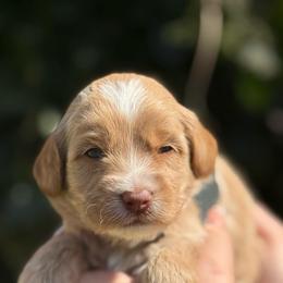 Brown collar - Caramel male Australian Labradoodle puppy in Fontana, California from Grammy's Puppy Love doodles and poodles