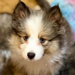 Mandy - Sable & white female Toy Shetland Sheepdog puppy in Magnolia, Texas from Solace Shelties and Pomskies