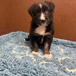 Wyatt Earp - Black & white male Australian Shepherd puppy in Smithfield, Utah from C&C Ranch