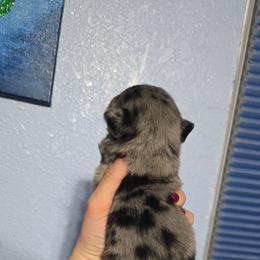 Boy 2 - Blue merle male Toy Australian Shepherd puppy in Lubbock, Texas from Texas Bluebonnet Herders