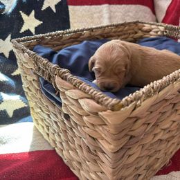 Martha (Purple) - Golden female Golden Retriever puppy in Sandy, Oregon from Treasured K-9s