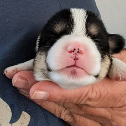 Boy 1 - Black and tan male Pembroke Welsh Corgi puppy in Edinburgh, Indiana from J Bar M Corgis
