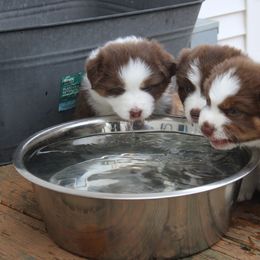 Australian Shepherd Puppies from Starlit Grove Australian Shepherds