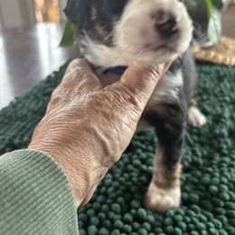 Frankie - Black & white male Toy Australian Shepherd puppy in La Grande, Oregon from Larsen's Toy Aussies