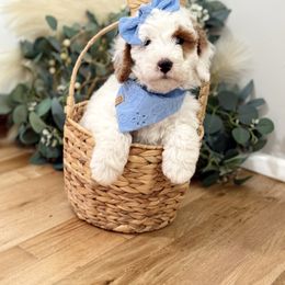 Goldendoodle Puppies from The Puppy Nest
