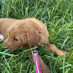 Pritzel - Chocolate male Labradoodle puppy in Beltsville, Maryland from Georges labradoodles