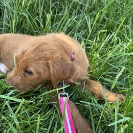 Pritzel - Chocolate male Labradoodle puppy in Beltsville, Maryland from Georges labradoodles