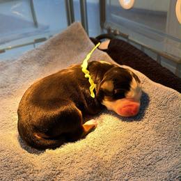 Girl 1 - Black, white and red female Greater Swiss Mountain Dog puppy in Knoxville, Maryland from Dahlgren Swissys