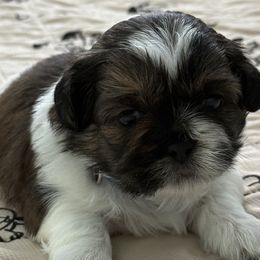 Sawyer - Sable and white male Shih Tzu puppy in Coweta, Oklahoma from Leahrae's Shih Tzus