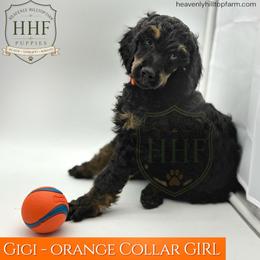 Our KEEPER Black Phantom - Phantom female Poodle puppy in Charlo, Montana from Heavenly Hilltop Farm