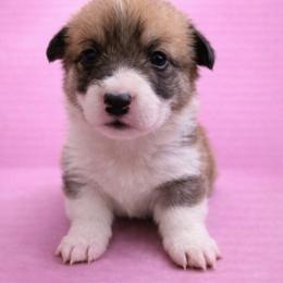 Meg - Sable female Pembroke Welsh Corgi puppy in Ramona, Oklahoma from Eden Farms Corgis