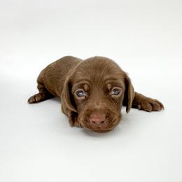 Rose - Chocolate female Dachshund puppy in Waddell, Arizona from Neu Doxies