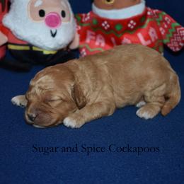 Bonnie - Red female Cockapoo puppy in Hopkins, South Carolina from Sugar and Spice Cockapoos