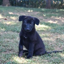 Black - Black male German Shepherd puppy in Richland, Pennsylvania from Moonlight Shepherds