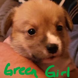 Pembroke Welsh Corgi Puppies from Susan's Corgi Kingdom