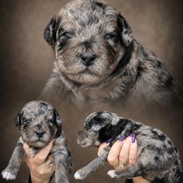 Boy 6, Marlin - Blue merle male Bernedoodle puppy in Delphos, Ohio from Route 66 Poodles & Doodles, Sapphire Shih-tzu's of Ohio