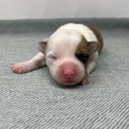 Piglet - Red female Pembroke Welsh Corgi puppy in Waco, Texas from The Comma Corgis