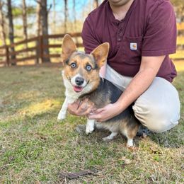 Fig - Gray and white female American Corgi puppy in Mississippi from Copper Creek Kennels