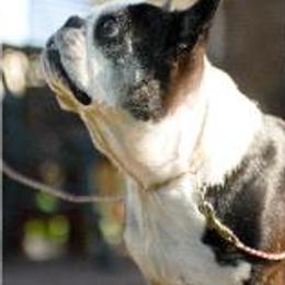 Boston Terrier All Grown Up from Alice Charette's Boston Terriers
