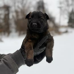 Margaery - Fawn female Belgian Malinois puppy in Baltimore, Maryland from Abenteurer German Shepherds & Belgian Malinois