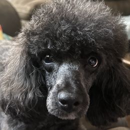 Poodles from ShowME Miniature Poodles