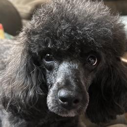 Poodles from ShowME Miniature Poodles
