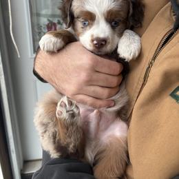 Miniature Australian Shepherd Puppies from Mid-Plains Mini Aussies