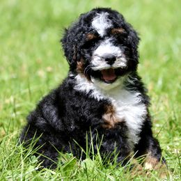 Bernedoodle, Bordoodle, and Poodle Puppies from Pacific Northwest Doodles