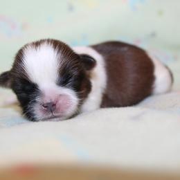 Boy 1 - Red and white male Shih Tzu puppy in Craig, Colorado from Rocky Mountain Shih Tzus and Dry Creek Miniature Dachshunds