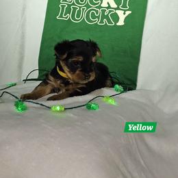 Yellow collar - Black and tan male Yorkshire Terrier puppy in Galax, Virginia from Blueberry Hill Yorkies