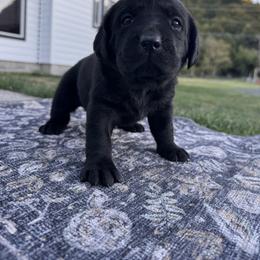 Green Collar - Black female Labrador Retriever puppy in Longview, Washington from Northwest Cairn Terriers