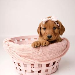 Dolly - Dark golden female Golden Retriever puppy in Buhl, Idaho from Atkinson's Goldens