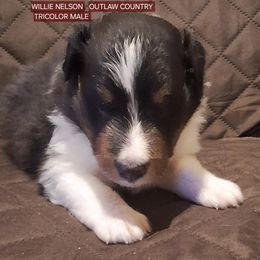 Shetland Sheepdog Puppies from Country Acres Shetland Sheepdogs