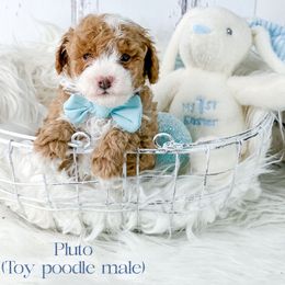 Pluto - Red  Poodle puppy in Saginaw, Michigan from Anytime Doodles