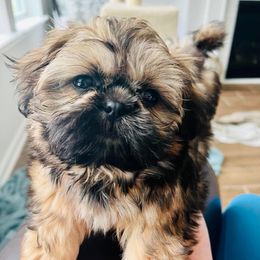 Shih Tzus from Bailey Belle Shih Tzu
