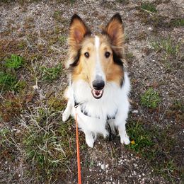 Terra - Collie