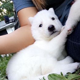 Siberian Husky Puppies from Douglas Mountain Farm and Kennel