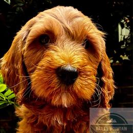 Teddy - Red  male Goldendoodle puppy in Travelers Rest, South Carolina from Bailey Mountain Doodles