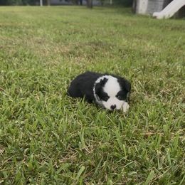 Willow - Black & white female Toy Australian Shepherd puppy in Reidsville, North Carolina from Cherry Grove Kennel