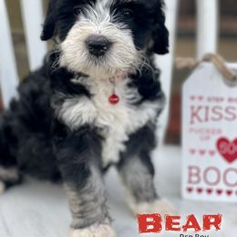 Bernedoodle and Goldendoodle Puppies from Oakie Doodles