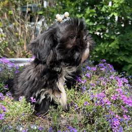 Daisy - Black and white female Shih Tzu puppy in Taylorsville, North Carolina from Feather & Tail Acres