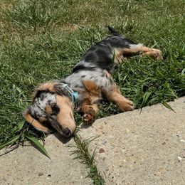 Dachshund Puppies from Southern Ridge Kennels