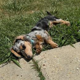 Dachshund Puppies from Southern Ridge Kennels