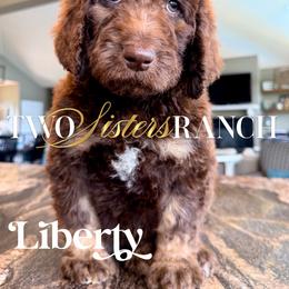 Liberty - female Newfypoo puppy in Jackson, Missouri from Two Sisters Ranch, LLC