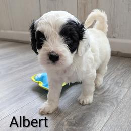 Albert - male Cavapoochon puppy in Poetry, Texas from Darling Doodles of Texas