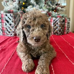 Daniel - Merle male Goldendoodle puppy in Norman, Oklahoma from Wilson Family Companions